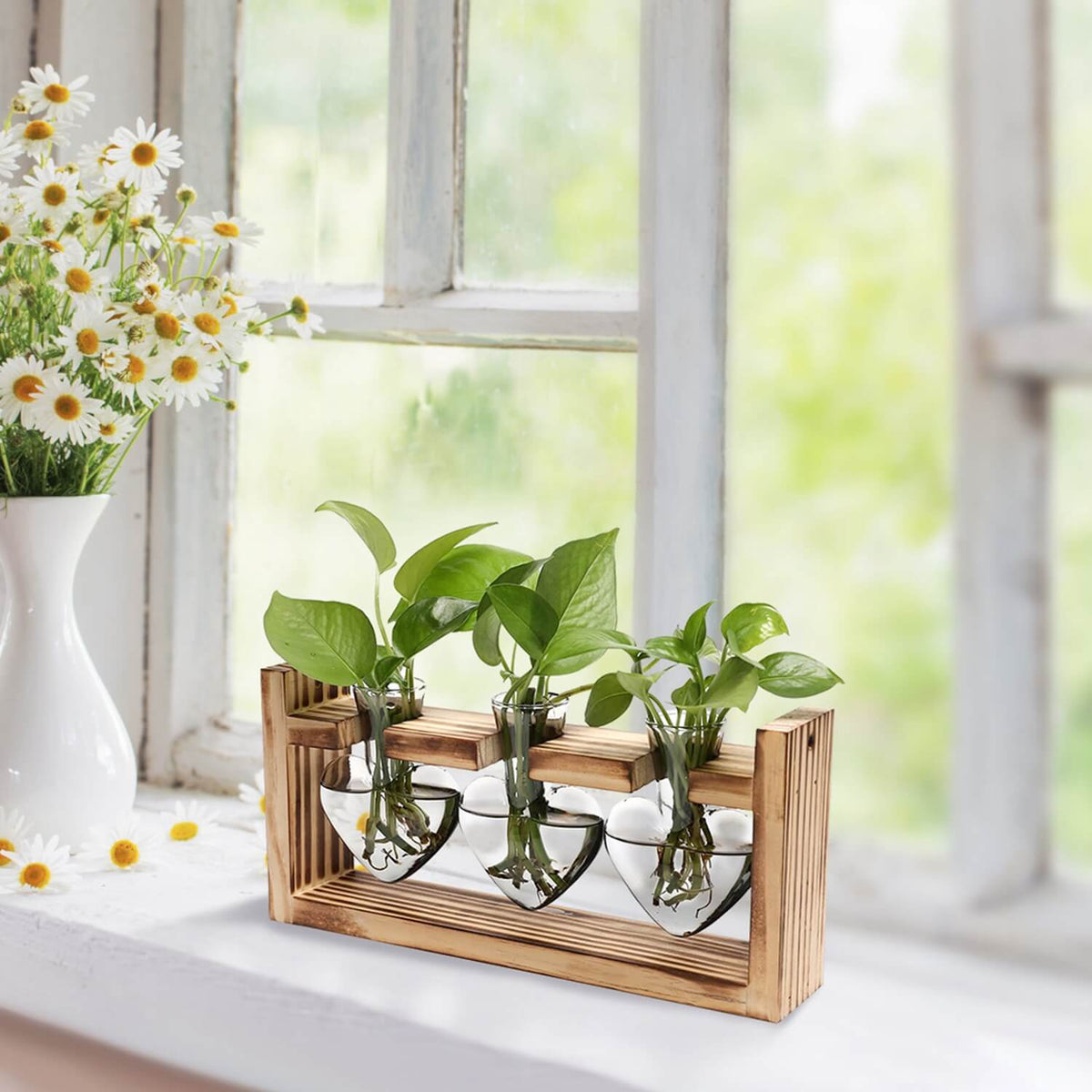 Plant propagation station with pothos cuttings on windowsill with daisies