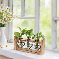 Plant propagation station with pothos cuttings on windowsill with daisies